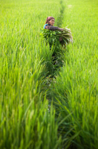 paysanne ramassant des herbes dans une rizière